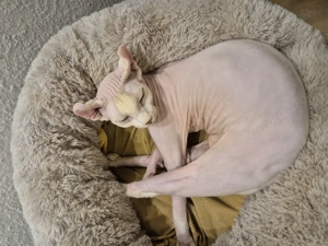 Sphynx Kater Elf Sphynx Kater Katze gechipt kastriert 