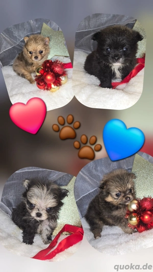 Süße PomChi Babys (Pomeranian x Chihuahua) 