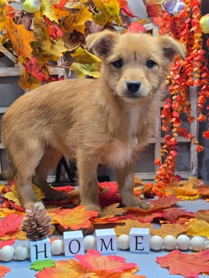 Milli - neugierig und verspielt