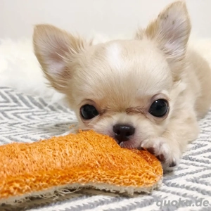 Chihuahua-Welpe