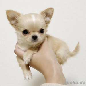 Chihuahua-Welpe