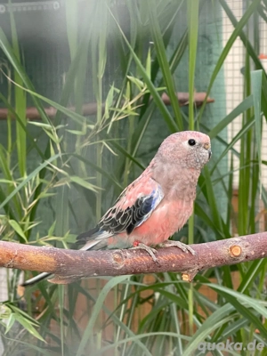 Bourkesittich Pärchen 