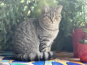 Kleine Katzen Dame 11 Monate alt