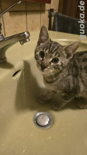  Bengal-Mix Kater abzugeben