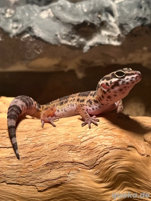 Leopardgeckos