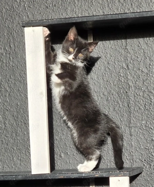 1 weibliche junge Katze sucht Familie 