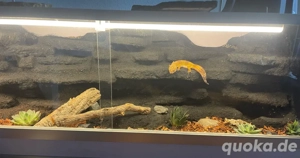 !SUCHE! nach einem männlichen Leopardgecko