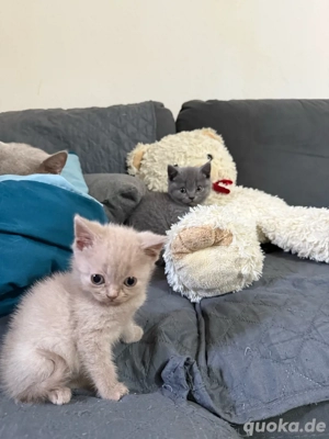 Zwei wundervolle BKH-Katerbabys suchen ein liebevolles Zuhause