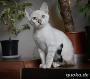 Bengal-Kater-Kätzchen (männlich)