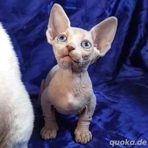 Sphynx Kätzchen (weiblich)