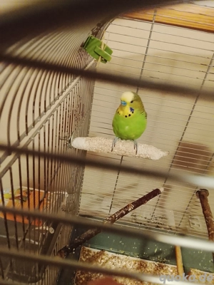 Verkaufe 3 Wellensittiche aus Innenhaltung 