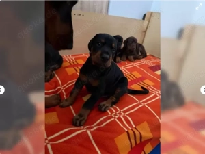 Exklusive Dobermann Welpen in Braun
