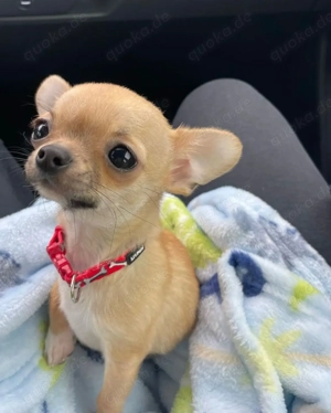 Chihuahua-Welpen Bild 7