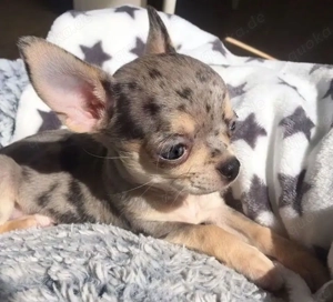 Chihuahua-Welpen Bild 3