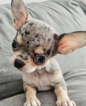 Chihuahua-Welpen Bild 4