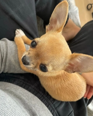 Chihuahua-Welpen Bild 6