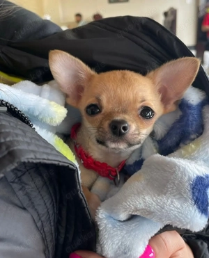 Chihuahua-Welpen Bild 8