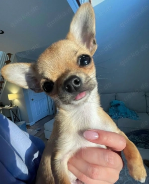 Chihuahua-Welpen Bild 6