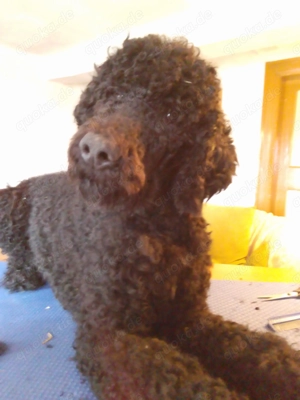 Grosspudel Rüde 1 Jahr