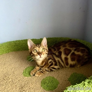 Bengal Kater Kätzchen (männlich)