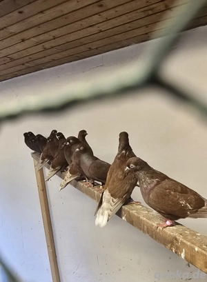 Portugiesische Tümmler 