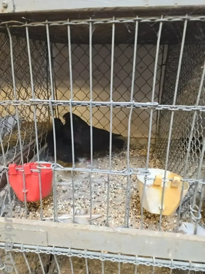 Portugiesische Tümmler 