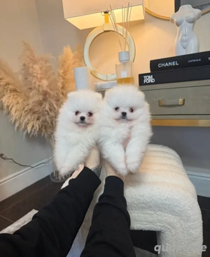 Zwergspitz-pomeranian welpen