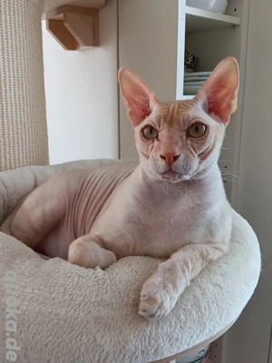 Don Sphynx, Kater, 2,5 Jahre 