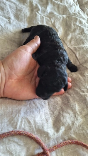 Toypudelchen männlich in schwarz