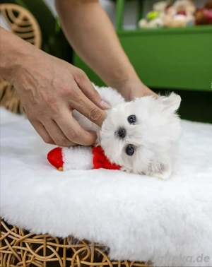 Die süßesten Malteser-Welpen