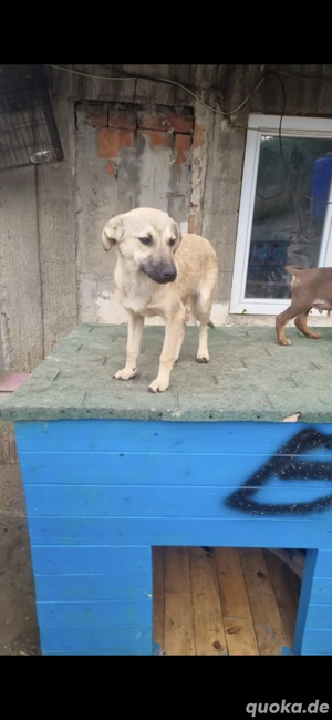 cleo sucht noch ihr zuhause 