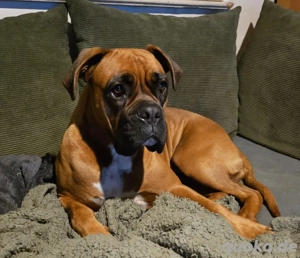 Boxer Hündin  Elu , 4 Jahre   sucht liebevolles Zuhause