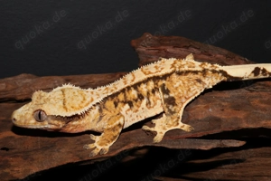 Kronengeckos - Correlophus ciliatus - verschiedene Morphen - Gecko