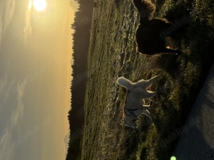 Sibirischer Husky 2,5 Jahre 