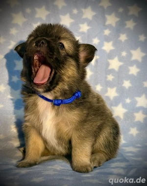  Sieben kleine Pomeranian-Mix-Glückskekse warten auf ihr Zuhause 