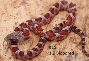 Kornnatter NZ 2025 Bloodred