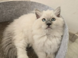 Zauberhafte Ragdoll-Kitten