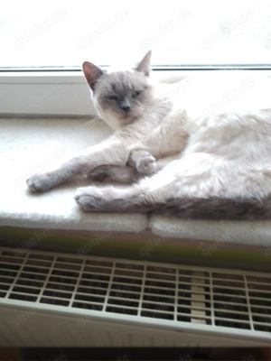 reinrassige BKH Katze