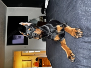 Exzellenter Dobermann-Welpe aus internationaler Championlinie 