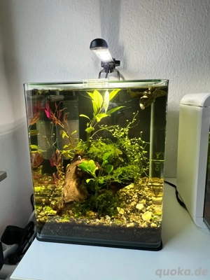 Dennerle 20L komplettset