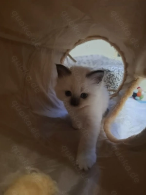 Heilige Birma Kitten. 