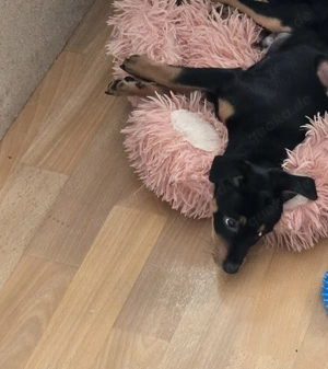 Rehpinscher  Welpe sucht noch ein Zuhause 