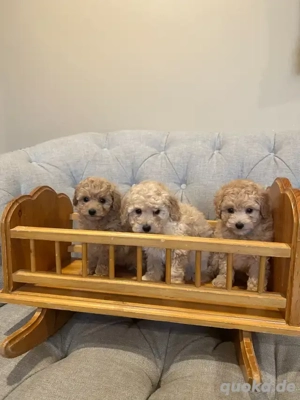 Bezaubernde Maltipoo-Welpen