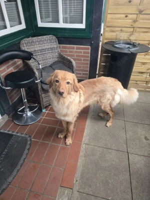 Einjähriger Hovawartrüde sucht sein Glück 