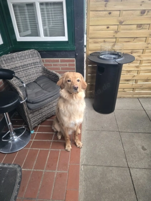 Ungestümer junger blonder Hovawartrüde sucht ein sehr gutes neues zu Hause 