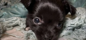 Chihuahua Welpen acht Wochen alt