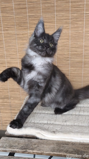 Maine Coon Kätzchen mit Stammbaum