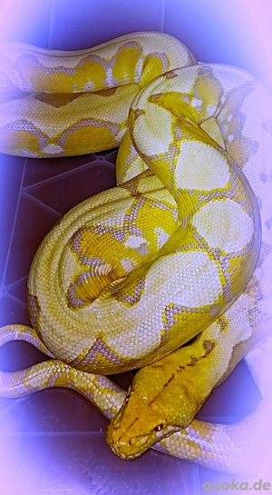 Netzpython Reserviert!