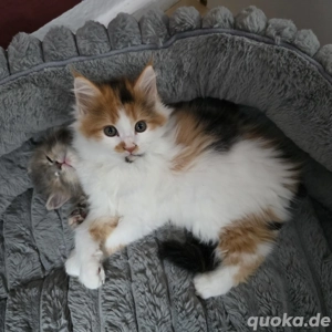 Main Coon Kitten sicht absofort ein neues Zuhause