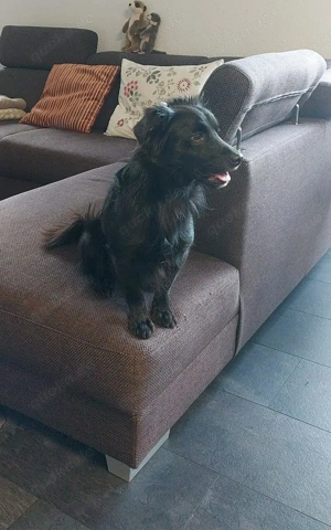  Wundervoller Junghund sucht aktives Zuhause 